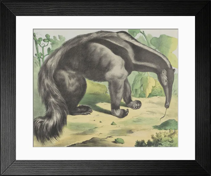 Framed Print : Anteater, by Jos. Scholz, c. 1830-80, Dutch print, lithograph. Giant anteater from tropical South and Central America. (BSLOC_2016_1_246)