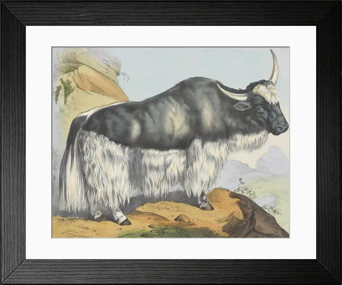 Framed Print : A Yak in a Rocky Landscape, by Jos. Scholz, c. 1830-80, Dutch print, lithograph. (BSLOC_2016_1_247)