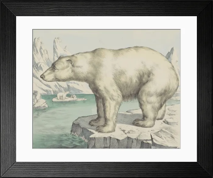 Framed Print : Polar Bear, by Jos. Scholz, c. 1830-80, Dutch print, lithograph. Arctic landscape with polar bears. (BSLOC_2016_1_248) Framed Print : Polar Bear, by Jos. Scholz, c. 1830-80, Dutch print, lithograph. Arctic landscape with polar bears. (BSLOC_2016_1_248)