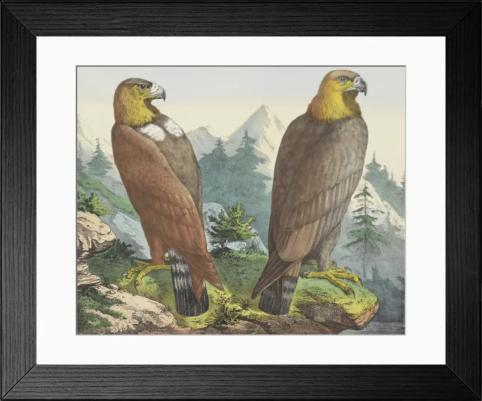 Framed Print : Golden Eagle, by Jos. Scholz, c. 1830-80, Dutch print, lithograph. Two golden eagles in a mountain landscape. (BSLOC_2016_1_249)