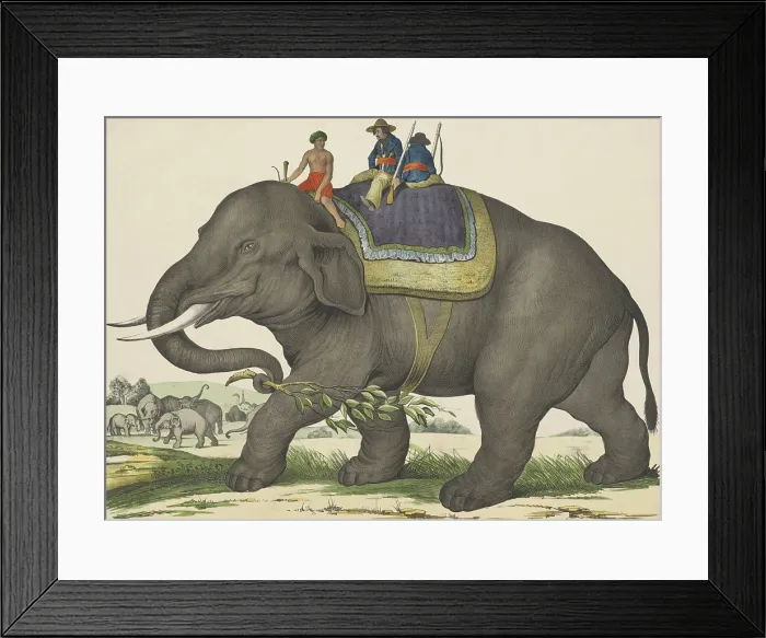 Framed Print : Elephant, by Jos. Scholz, 1829-80, Dutch print, lithograph on paper. An elephant with three men on his back. A group of elephants and two ostriches are in the background