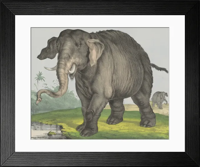 Framed Print : Elephant, by Jos. Scholz, 1829-80, Dutch print, lithograph on paper. Elephant at a waterhole, followed by a second elephant. (BSLOC_2016_1_244) Framed Print : Elephant, by Jos. Scholz, 1829-80, Dutch print, lithograph on paper. Elephant at a waterhole, followed by a second elephant. (BSLOC_2016_1_244)