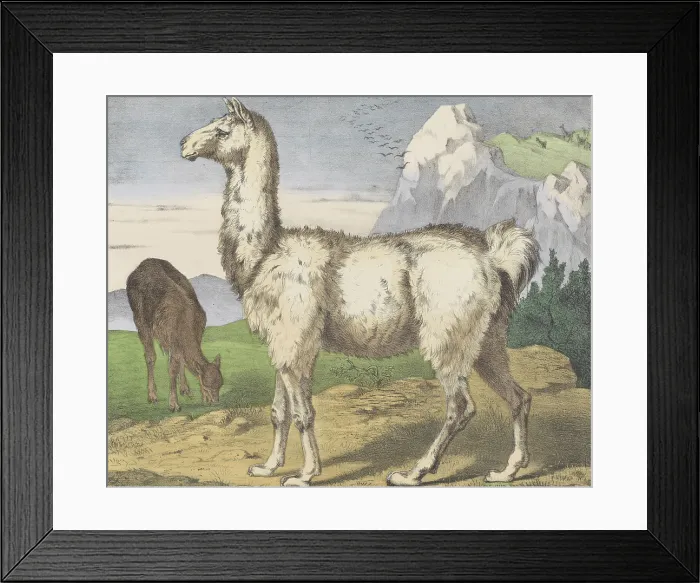 Framed Print : Lama, by Jos. Scholz, c. 1830-80, Dutch print, lithograph, two llamas in a mountain landscape. (BSLOC_2016_1_245)