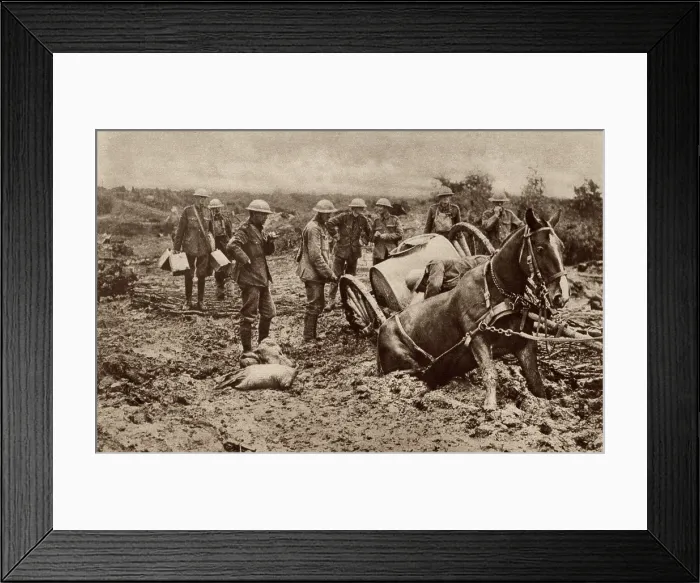 Framed Print : World War 1. British horse sunk to his haunches in the clinging mud of Flanders, during one of the five Battles of Ypres. This coastal region became a mud quagmire in each Fall