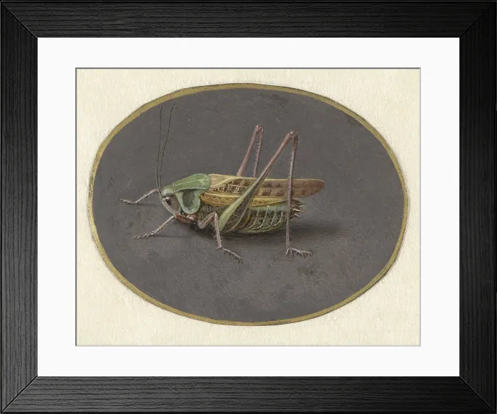 Framed Print : Grasshopper, by Jan Augustin van der Goes, 1690-1700, Dutch painting, gouache on parchment. (BSLOC_2016_1_252) Framed Print : Grasshopper, by Jan Augustin van der Goes, 1690-1700, Dutch painting, gouache on parchment. (BSLOC_2016_1_252)