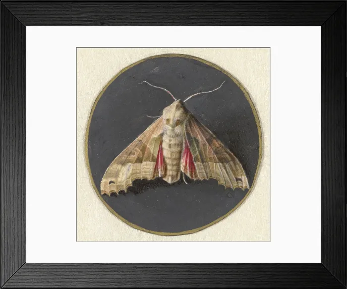 Framed Print : Owlet Moth, by Jan Augustin van der Goes, 1690-1700, Dutch painting, gouache on parchment. (BSLOC_2016_1_253) Framed Print : Owlet Moth, by Jan Augustin van der Goes, 1690-1700, Dutch painting, gouache on parchment. (BSLOC_2016_1_253)