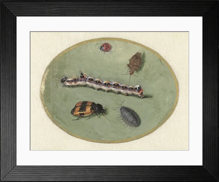 Framed Print : Ladybird, Caterpillar, Sow Bug and Two Turrets, by Jan Augustin van der Goes, 1690-1700. (BSLOC_2016_1_254) Framed Print : Ladybird, Caterpillar, Sow Bug and Two Turrets, by Jan Augustin van der Goes, 1690-1700. (BSLOC_2016_1_254)