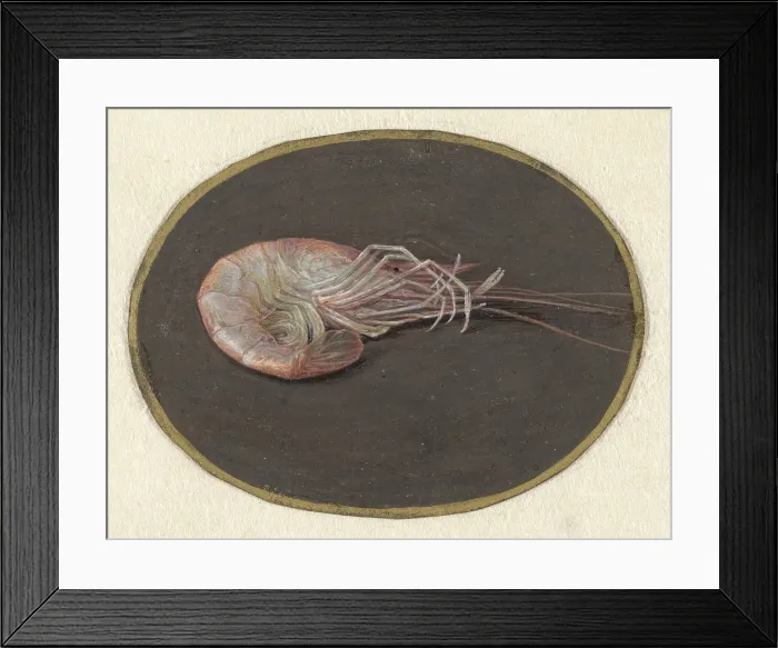 Framed Print : Shrimp, by Jan Augustin van der Goes, 1690-1700, Dutch painting, gouache on parchment. (BSLOC_2016_1_255) Framed Print : Shrimp, by Jan Augustin van der Goes, 1690-1700, Dutch painting, gouache on parchment. (BSLOC_2016_1_255)