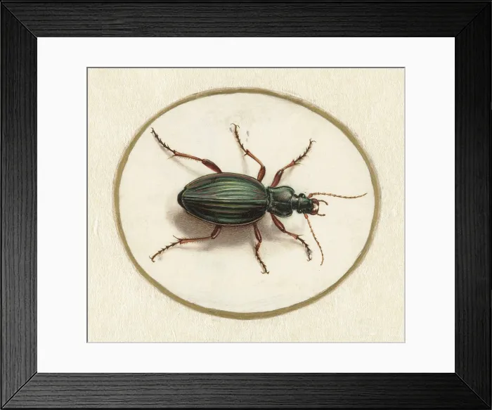 Framed Print : Beetle, by Jan Augustin van der Goes, 1690-1700, Dutch painting, gouache on parchment. (BSLOC_2016_1_256)