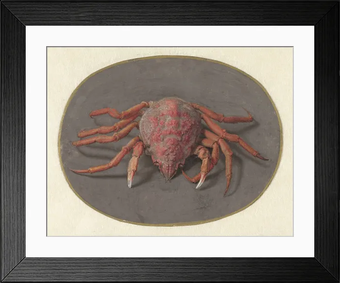 Framed Print : Crab, by Jan Augustin van der Goes, 1690-1700, Dutch painting, gouache on parchment. (BSLOC_2016_1_257) Framed Print : Crab, by Jan Augustin van der Goes, 1690-1700, Dutch painting, gouache on parchment. (BSLOC_2016_1_257)