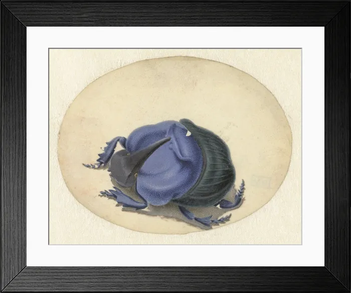 Framed Print : Blue Beetle, by Jan Augustin van der Goes, 1690-1700, Dutch painting, gouache on parchment. (BSLOC_2016_1_258) Framed Print : Blue Beetle, by Jan Augustin van der Goes, 1690-1700, Dutch painting, gouache on parchment. (BSLOC_2016_1_258)