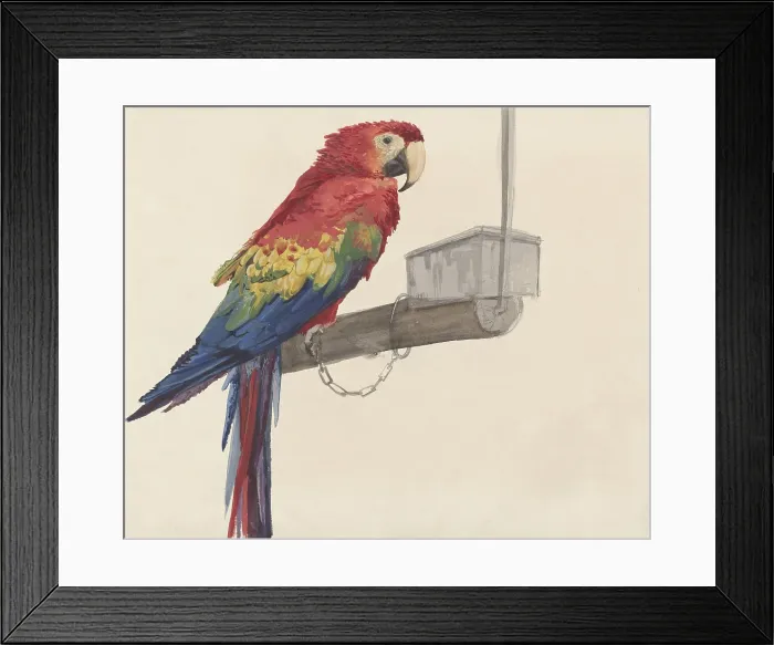 Framed Print : Parrot, by Louis Charles Bombled, c. 1872-1927, Dutch watercolor painting. (BSLOC_2016_1_263) Framed Print : Parrot, by Louis Charles Bombled, c. 1872-1927, Dutch watercolor painting. (BSLOC_2016_1_263)