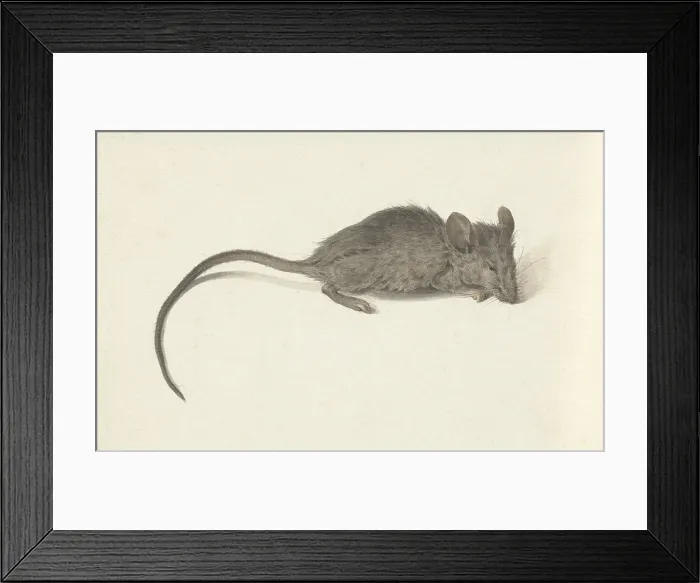 Framed Print : Mouse, Facing Right, by Jean Bernard, c. 1780-1830, Dutch watercolor painting. (BSLOC_2016_1_272) Framed Print : Mouse, Facing Right, by Jean Bernard, c. 1780-1830, Dutch watercolor painting. (BSLOC_2016_1_272)