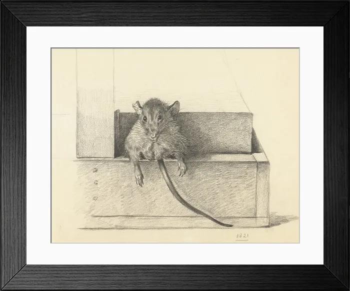 Framed Print : Mouse Caught in a Trap, by Jean Bernard, 1825, Dutch pencil drawing. (BSLOC_2016_1_273)