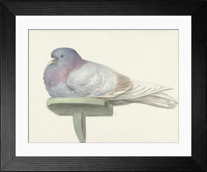 Framed Print : Pigeon Sitting on a Shelf, by Jean Bernard, 1802, Dutch watercolor painting. (BSLOC_2016_1_274)
