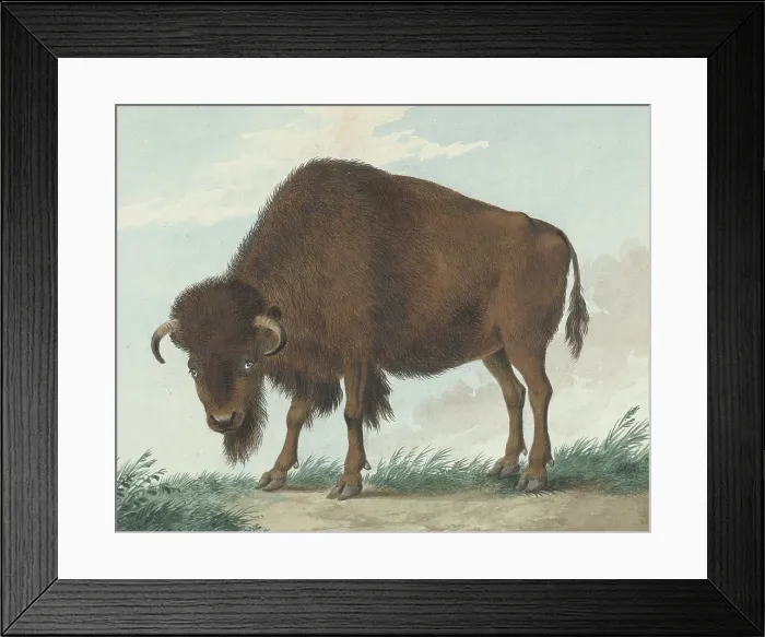 Framed Print : Bison, by Isaac van Haastert, 1808, Dutch watercolor painting. (BSLOC_2016_1_281)