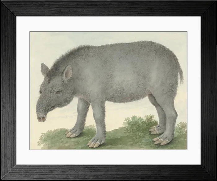 Framed Print : Tapir, by Isaac van Haastert, 1825, Dutch watercolor painting. Tapirs habitat is in the forests and jungles of South and Central American and Southeast Asia. (BSLOC_2016_1_282) Framed Print : Tapir, by Isaac van Haastert, 1825, Dutch watercolor painting. Tapirs habitat is in the forests and jungles of South and Central American and Southeast Asia. (BSLOC_2016_1_282)