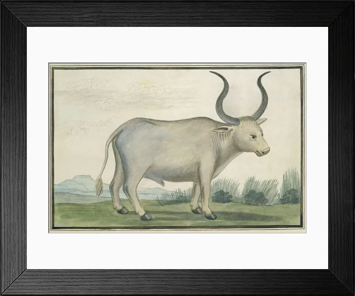 Framed Print : Cape Ox, by Robert Jacob Gordon, 1778, British watercolor painting. The cape ox depicted at the Gordon Farm Peace J. Bear in Camdebo, South Africa. (BSLOC_2016_1_279)