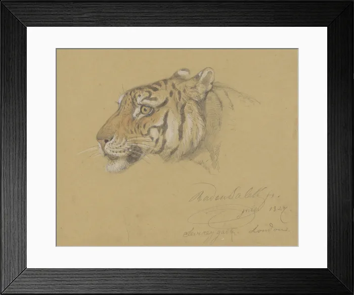 Framed Print : Head of a Tiger, by Raden Saleh, 1847, Indonesian water color painting. (BSLOC_2016_1_288)