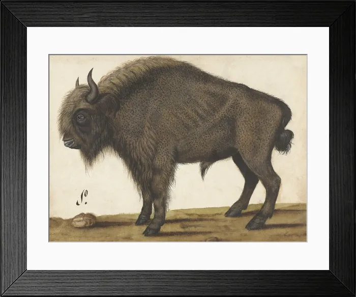 Framed Print : Bison, by an Anonymous artist, copied from Albrecht Durer, 1560-85, Dutch drawing, ink, paper. (BSLOC_2016_1_283)