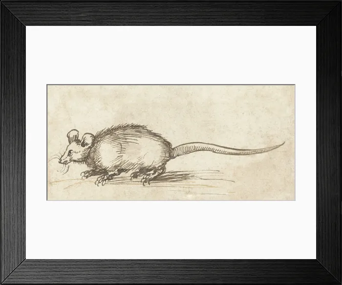Framed Print : Mouse, by Albrecht Durer, c. 1480-1520, German drawing, pen and ink on paper. (BSLOC_2016_1_284)