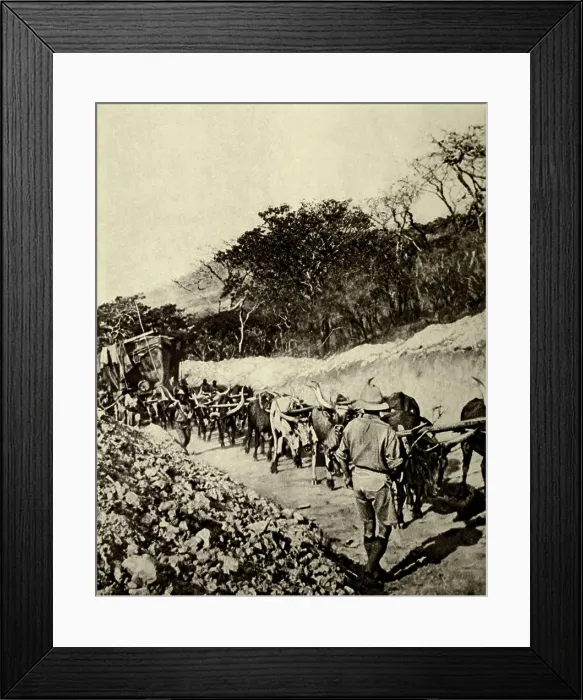 Framed Print : World War 1 in Africa. Oxen hauling a British armed motor boat, one of two transported from South Africa to Lake Tanganyika in Dec. 1916