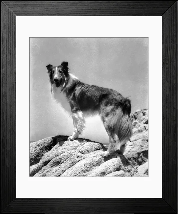 Framed Print : LASSIE COME HOME, Lassie, 1943