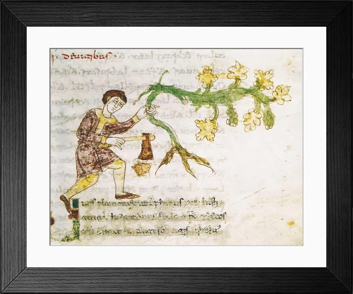 Framed Print : RABANUS, Maurus (c. 780 - 856). De Universo (9th c.). The Vine Cultivation. Romanesque edition of the original Carolingian manuscript. Romanesque art. Miniature Painting. ITALY
