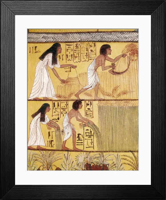 Framed Print : Tomb of Sennedjem. 1306 -1290 BC. EGYPT. Dayr al-Bahri. Valley of the Artisans. Tomb of Sennedjem. Sennedjem and his wife Lyneferti reaping. Egyptian art. New Kingdom. Painting Framed Print : Tomb of Sennedjem. 1306 -1290 BC. EGYPT. Dayr al-Bahri. Valley of the Artisans. Tomb of Sennedjem. Sennedjem and his wife Lyneferti reaping. Egyptian art. New Kingdom. Painting