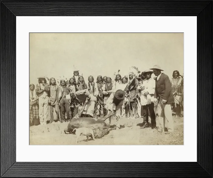 Framed Print : Group of Lakota skinning cattle, during meat rations distribution, c. 1887-92. At Pine Ridge Reservation, according to treaty, beef and other rations were provided monthly Framed Print : Group of Lakota skinning cattle, during meat rations distribution, c. 1887-92. At Pine Ridge Reservation, according to treaty, beef and other rations were provided monthly
