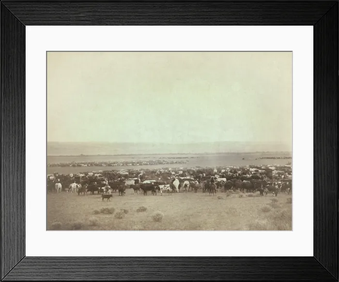Framed Print : Great heads of cattle replaced the Buffalo on the grasslands of South Dakota in the 1880s. Gen Framed Print : Great heads of cattle replaced the Buffalo on the grasslands of South Dakota in the 1880s. Gen