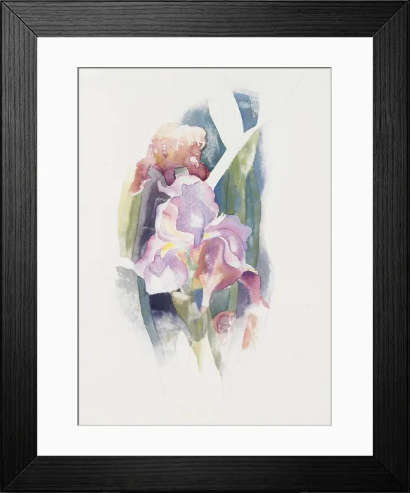 Framed Print : PURPLE IRIS, by Charles Demuth, c. 1920, American painting, watercolor, and graphite on cardboard