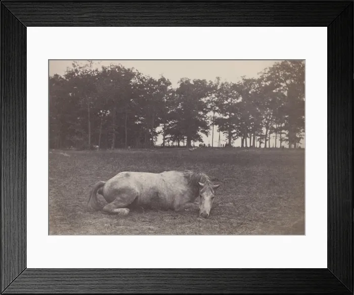 Framed Print : US Civil War. Battle of Antietam, also called Battle of Sharpsburg, Sept. 17, 1862. Dead horse of a Confederate colonel also killed in the Battle of Antietam. Photo taken Sept Framed Print : US Civil War. Battle of Antietam, also called Battle of Sharpsburg, Sept. 17, 1862. Dead horse of a Confederate colonel also killed in the Battle of Antietam. Photo taken Sept