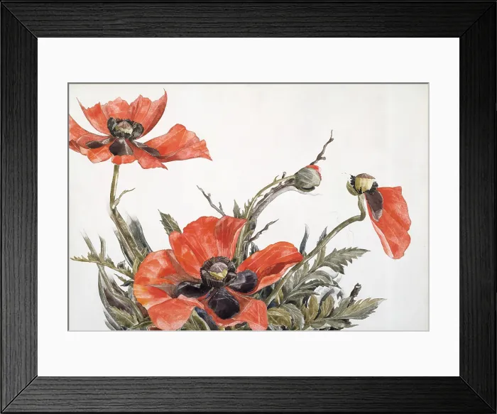 Framed Print : RED POPPIES, by Charles Demuth, 1929, American painting, watercolor, and graphite on cardboard Framed Print : RED POPPIES, by Charles Demuth, 1929, American painting, watercolor, and graphite on cardboard