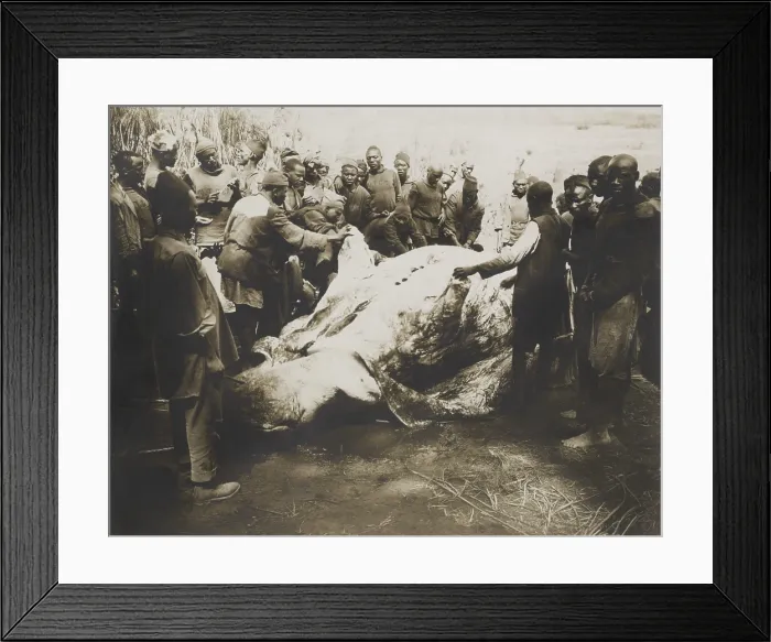 Framed Print : African men skinning a Hippopotamus killed by Theodore Roosevelt, July-Dec. 1909 Framed Print : African men skinning a Hippopotamus killed by Theodore Roosevelt, July-Dec. 1909