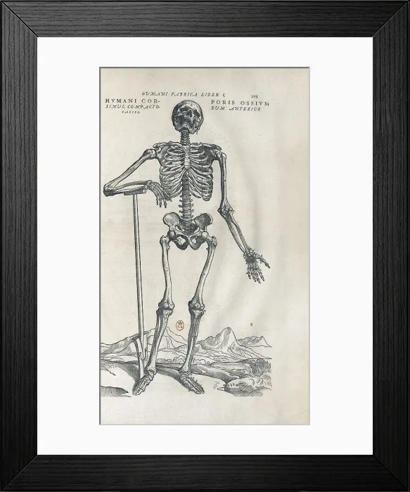 Framed Print : Vesalius, Andreas (1514-1564). 'De Humanis Corporis Fabrica'. First edition of the work executed in Basel in 1543. Human skeleton. Etching. FRANCE. Paris