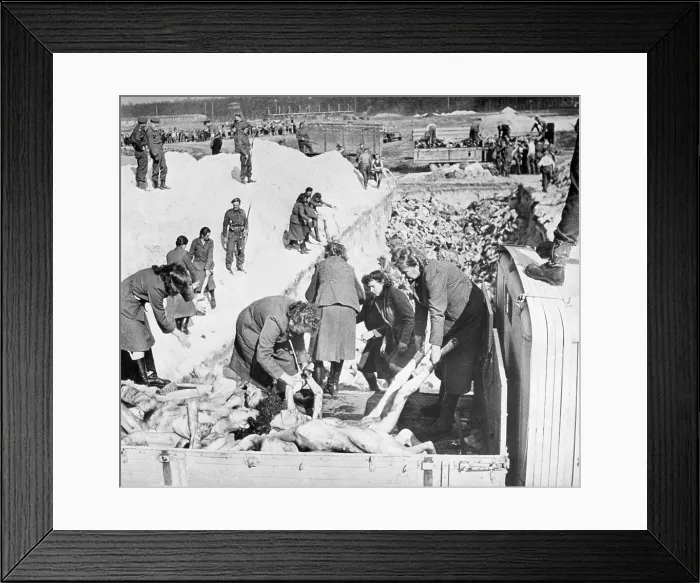 Framed Print : Nazi SS women guards remove victims bodies from a truck during burial at Belsen Concentration Camp. British solders guard and oversee the work