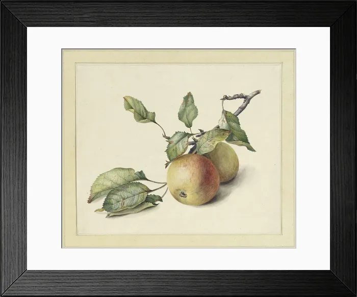 Framed Print : Two Apples on a Branch, by Johannes Reekers, c. 1850-80, Dutch watercolor painting (BSLOC_2016_2_280) Framed Print : Two Apples on a Branch, by Johannes Reekers, c. 1850-80, Dutch watercolor painting (BSLOC_2016_2_280)