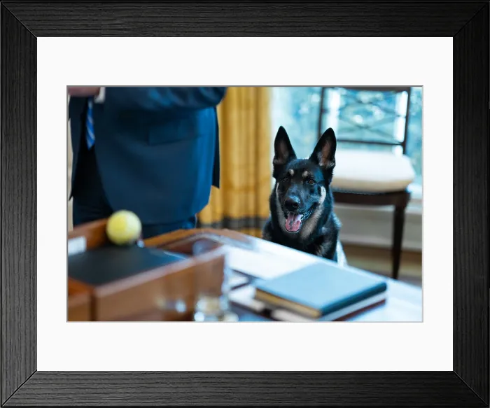 Framed Print : The younger and more rambunctious Biden family dog, Major, eyes a tennis ball on the Resolute Desk Framed Print : The younger and more rambunctious Biden family dog, Major, eyes a tennis ball on the Resolute Desk