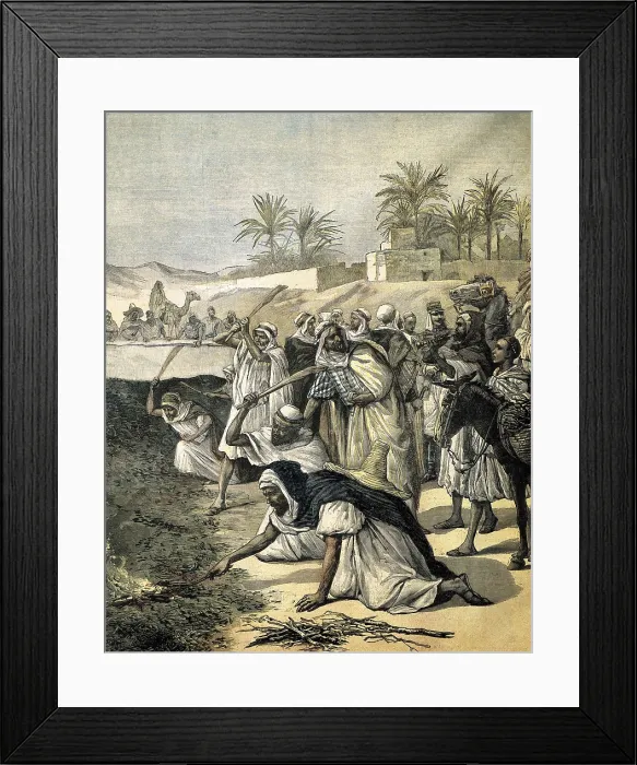 Framed Print : Algeria (1891). Algerians fighting the locust plague (July, 1891). Illustration from 'Le Petit Journal'. Etching. FRANCE. Paris. National Library