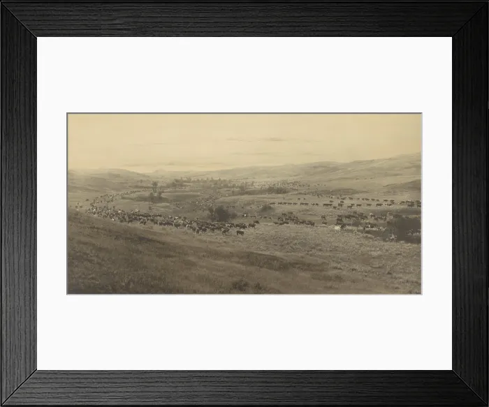 Framed Print : THROWING RANGERS TO THE ROUND-UP, BIG DRY, MONTANA, by Laton Alton Huffman, 1907. The photo shows cattle being herded across eastern Montana (BSLOC_2020_1_57)