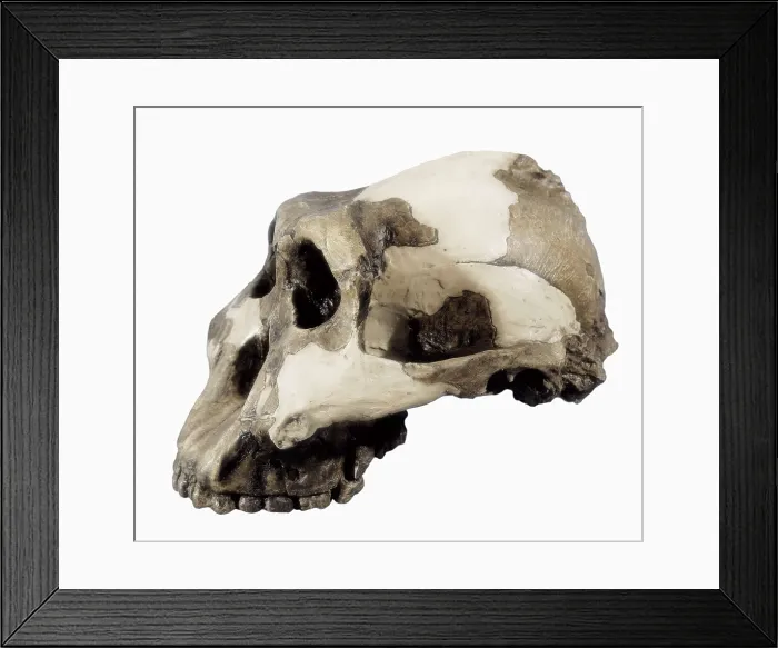 Framed Print : Reproduction of Zinjanthropus Bosei skull (1, 8 millions of years), hominid discovered by Mary Leakey in 1959 at the Olduvai Gorge. SPAIN. Barcelona Framed Print : Reproduction of Zinjanthropus Bosei skull (1, 8 millions of years), hominid discovered by Mary Leakey in 1959 at the Olduvai Gorge. SPAIN. Barcelona