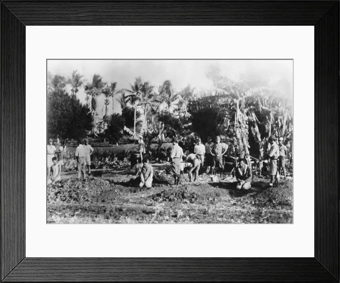 Framed Print : Three men kneel before their open graves on Guam in 1941. Behind them are Japanese soldiers about to decapitate them with swords Framed Print : Three men kneel before their open graves on Guam in 1941. Behind them are Japanese soldiers about to decapitate them with swords