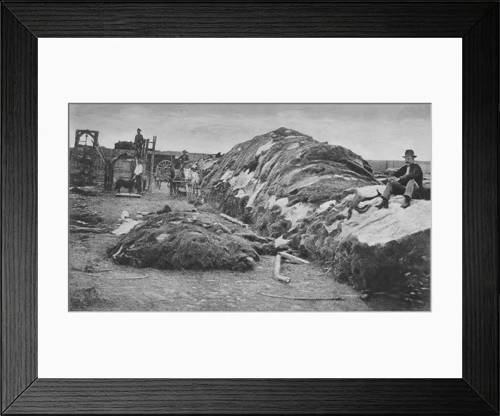 Framed Print : 40, 000 buffalo hides are piled at Rath & Wrights yard in 1878, Dodge City, Kansas. In 1871, Charles Rath and his then partner, A.C. Mooar, sent 57 bison hides to New York to sell Framed Print : 40, 000 buffalo hides are piled at Rath & Wrights yard in 1878, Dodge City, Kansas. In 1871, Charles Rath and his then partner, A.C. Mooar, sent 57 bison hides to New York to sell