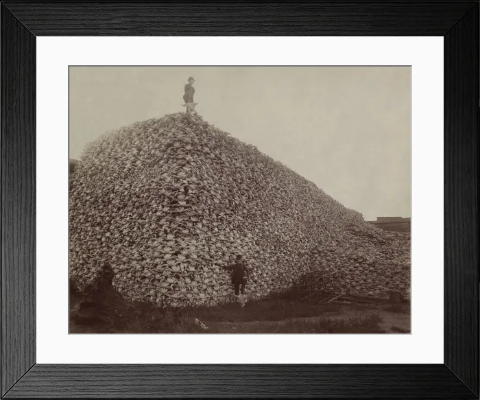 Framed Print : An enormous pile of buffalo skulls at the C. D. Glueworks, Rougeville, Michigan in 1892. Bison hunters stripped the skins and left the carcasses and bones behind on the plains