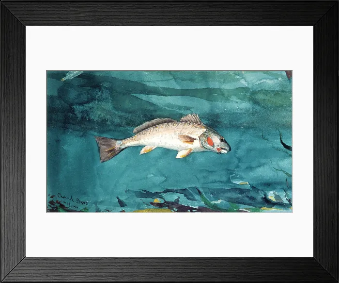 Framed Print : CHANNEL BASS, by Winslow Homer, 1904, American watercolor painting. This work was painted in Florida in 1904 Framed Print : CHANNEL BASS, by Winslow Homer, 1904, American watercolor painting. This work was painted in Florida in 1904