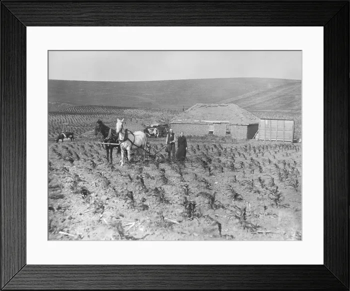 Framed Print : Homestead couple has planted corn right up to the front door of their sod house, 1888. The horses are pulling a cultivator to clear weeds growing between his corn rows Framed Print : Homestead couple has planted corn right up to the front door of their sod house, 1888. The horses are pulling a cultivator to clear weeds growing between his corn rows