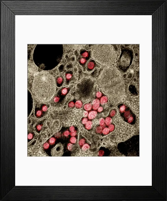 Framed Print : Novel Coronavirus SARS-CoV-2, the virus that causes COVID19 Framed Print : Novel Coronavirus SARS-CoV-2, the virus that causes COVID19