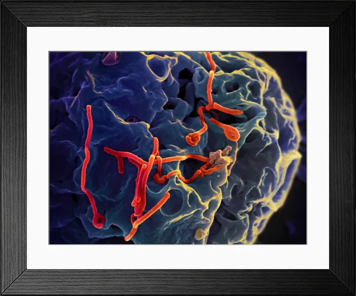 Framed Print : Ebola virus particles (red) on a larger cell Framed Print : Ebola virus particles (red) on a larger cell