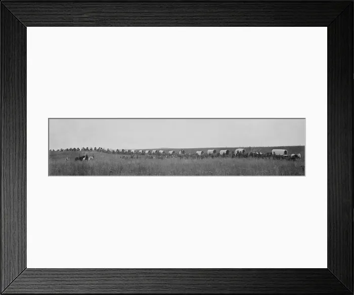 Framed Print : A wagon train hauls 1, 100 bushels of wheat 60 miles to market, ca. 1900